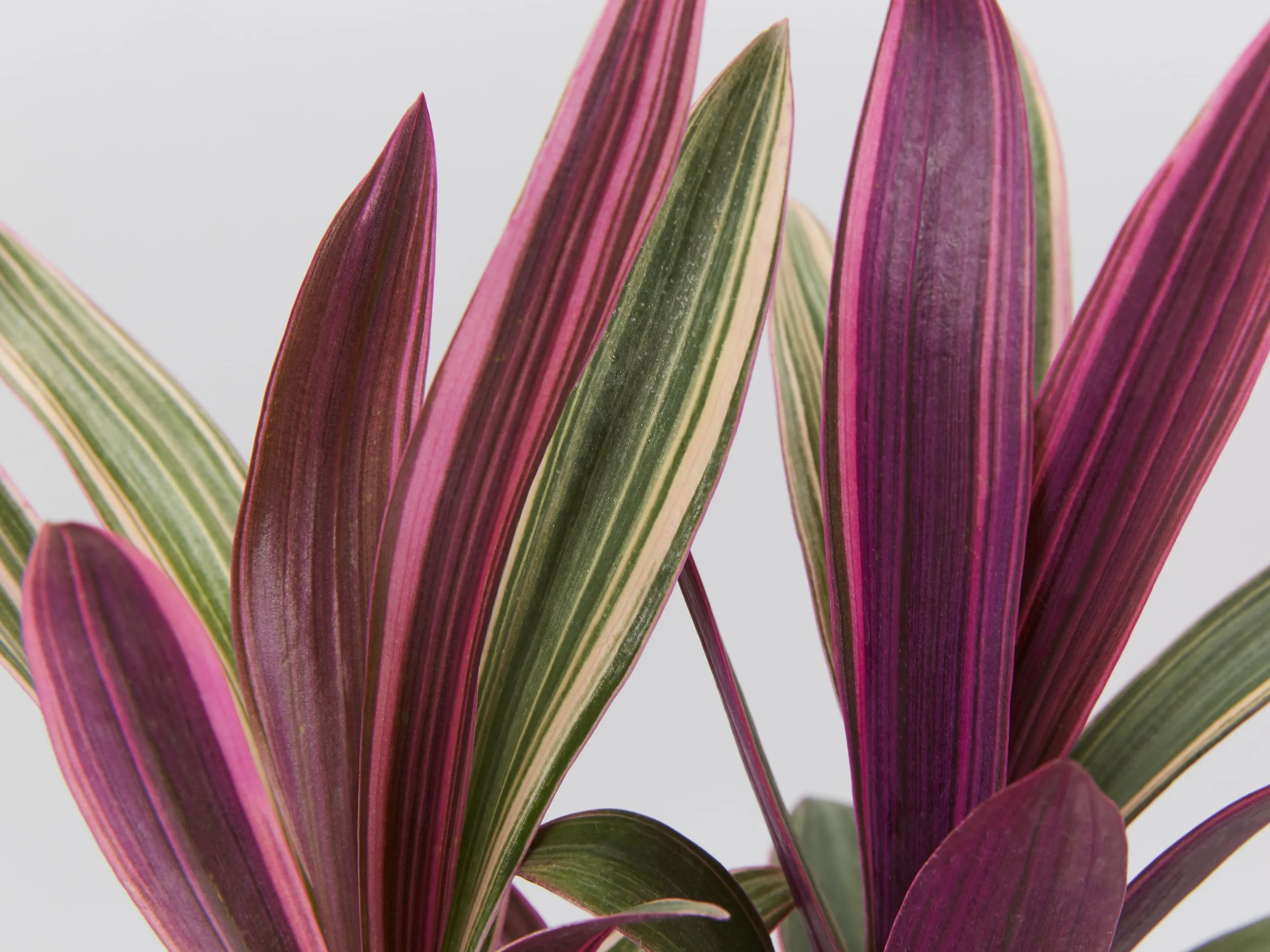 Tradescantia dwarf variegated Rhoeo Discolour Pink